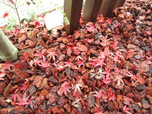 バークチップに落ちた葉