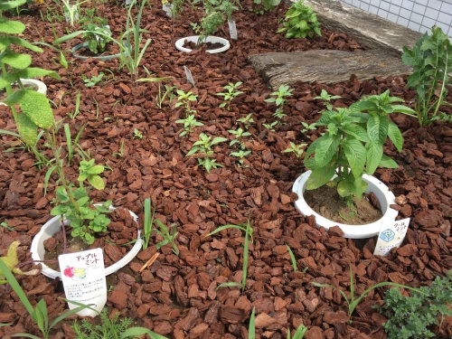鉢植えのミントと地植えのホーリーバジル