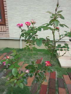 以前より良く咲くようになったバラの写真