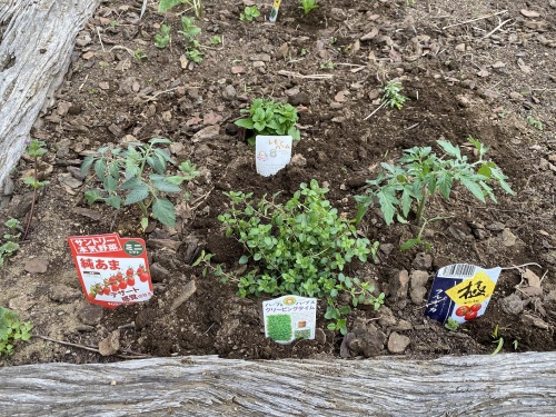 コンパニオンプランツと一緒に野菜を育てる ガーデンセラピー実践編 ビズガーデニング