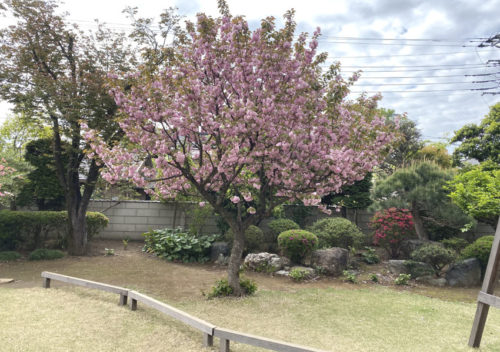 ツリーハウスを設置する満開の八重桜。
