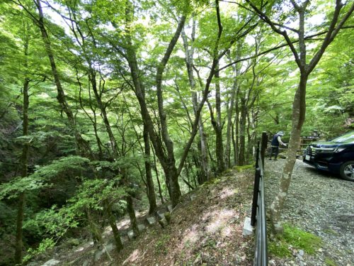 天城峠の新緑と険しい山道