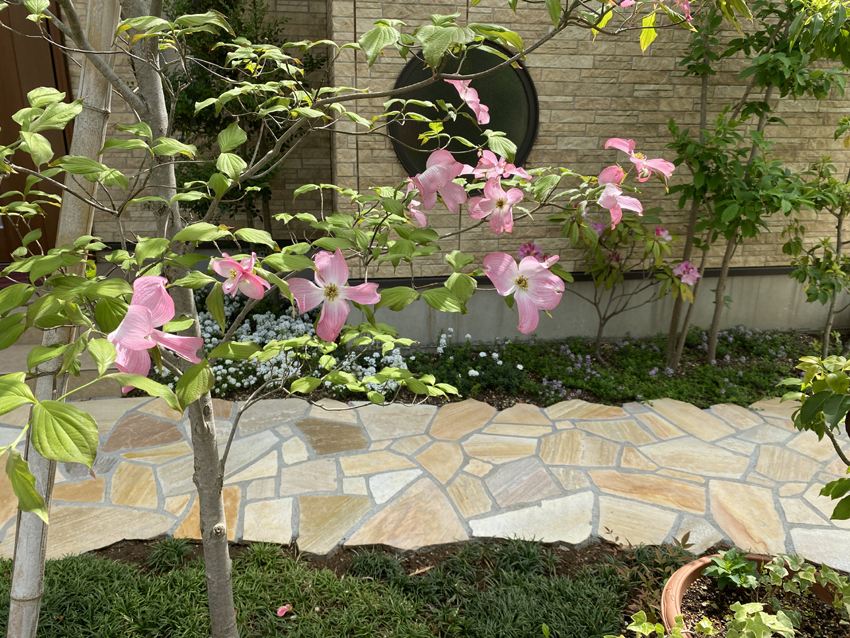 アプローチにはピンク色のハナミズキの花が咲いています。