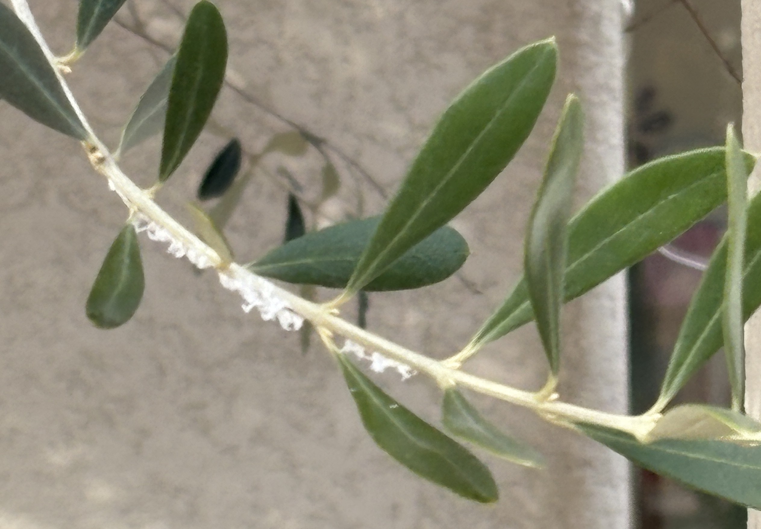 オリーブの枝についたチュウゴクアミガサハゴロモの卵