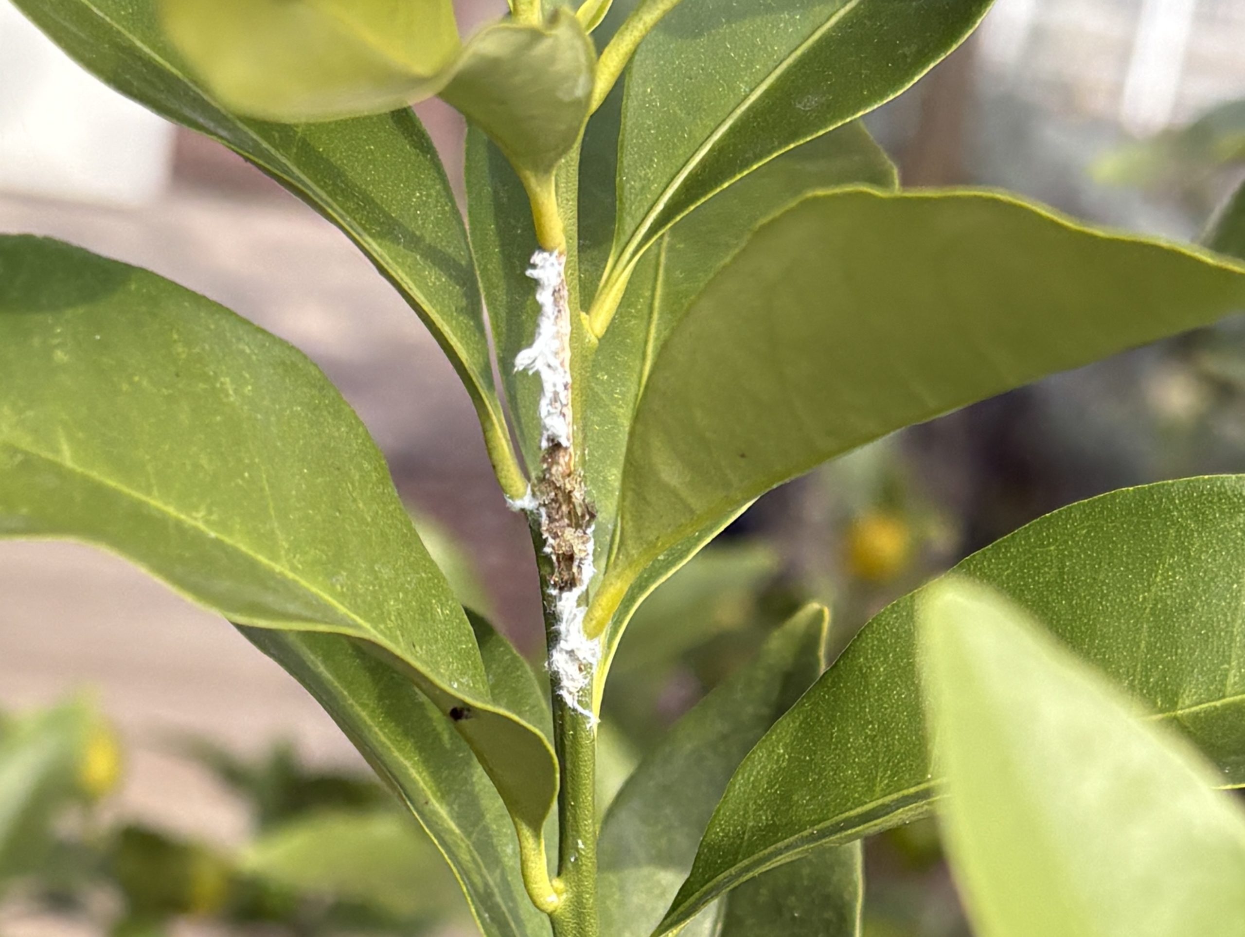 キンカンの枝についたチュウゴクアミガサハゴロモの卵